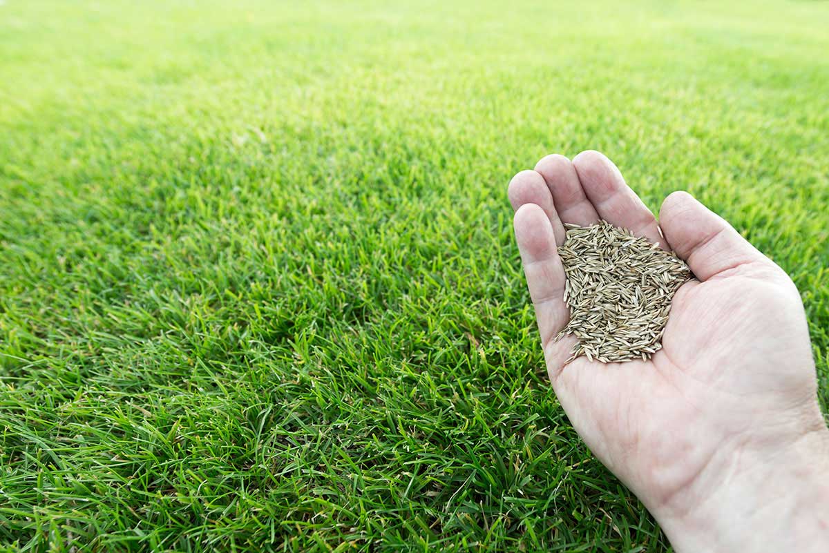 A hand holding a handful of grass seeds over a lush green lawn