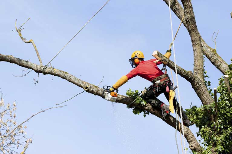 A man is trimming a tree branch using a chainsaw