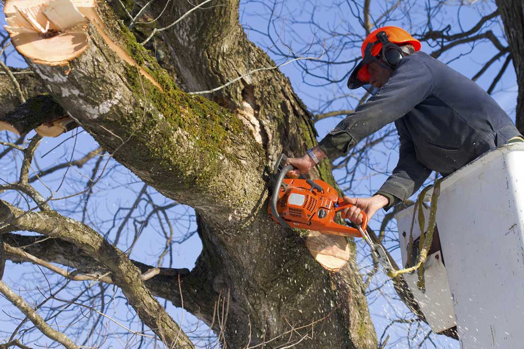 A man is using a chainsaw to trim branches from a large tree 